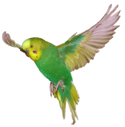 Wellensittich im Flug