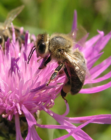 Biene an FLockenblume