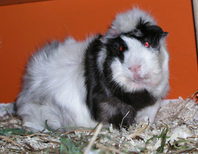 Meerschweinchen Jim Knopf