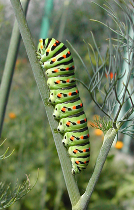 Raupe an Dill