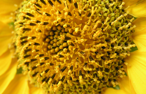 Bl�tenboden einer Sonnenblume
